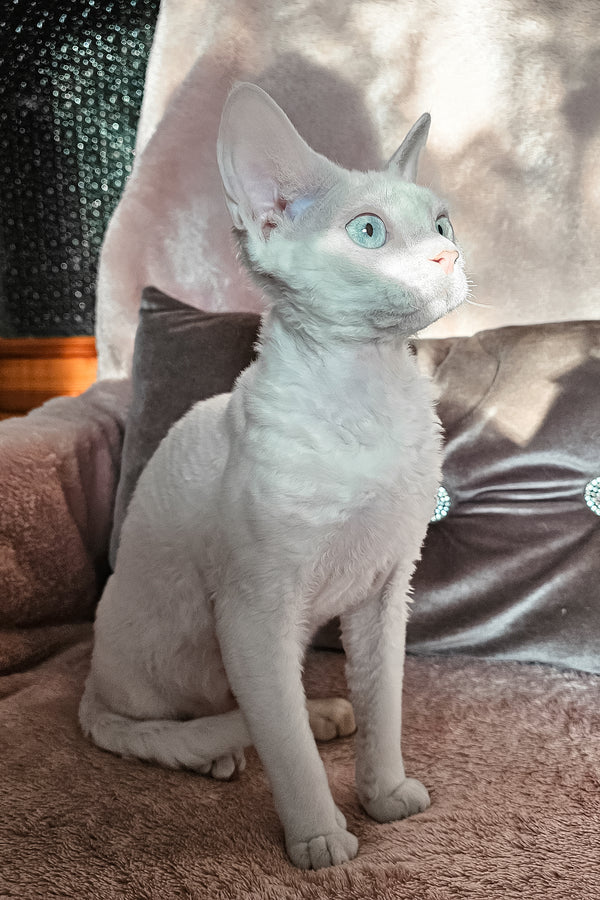 Luna | Devon Rex Kitten