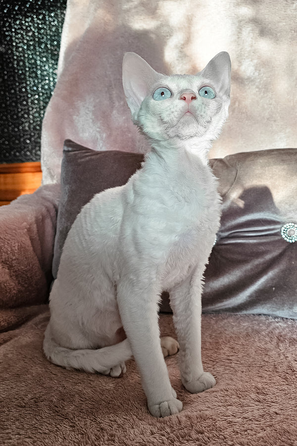 Luna | Devon Rex Kitten