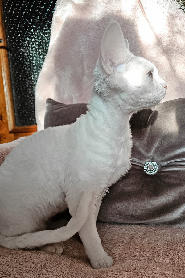 Luna | Devon Rex Kitten