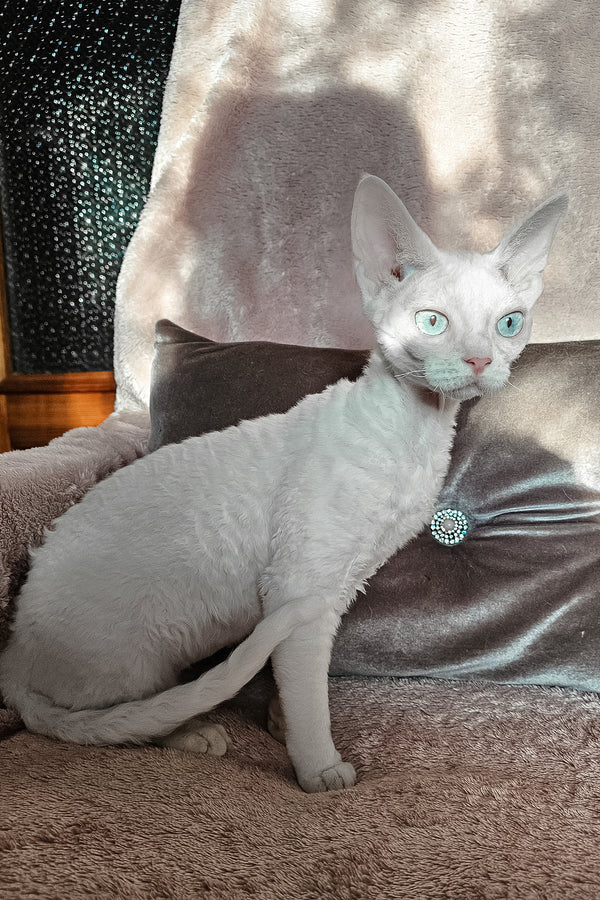 Luna | Devon Rex Kitten