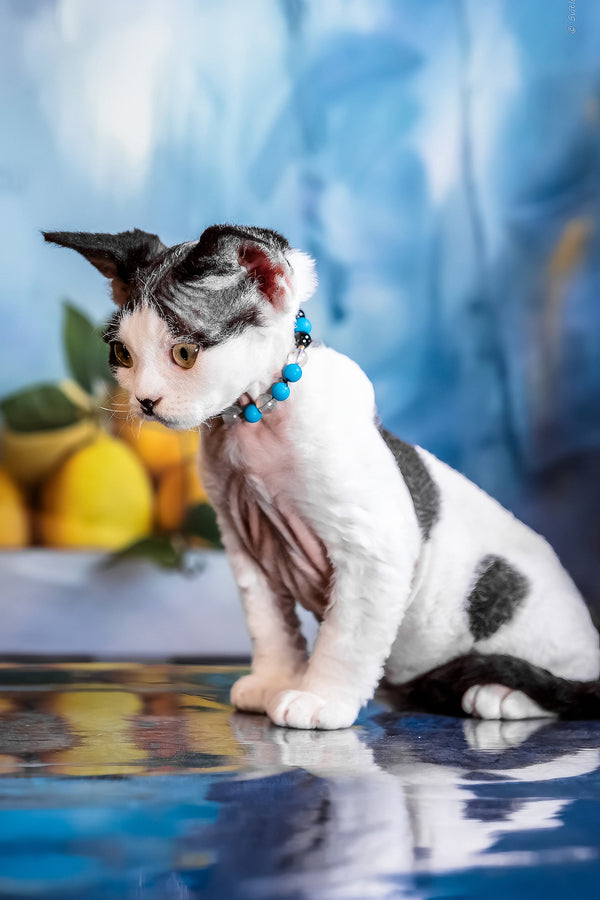 Luntik | Devon Rex Kitten