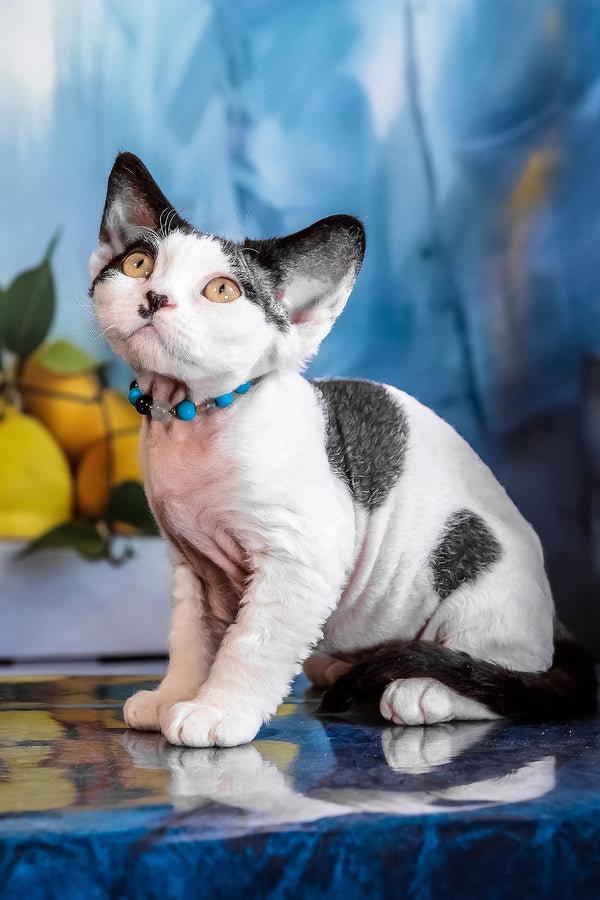 Luntik | Devon Rex Kitten