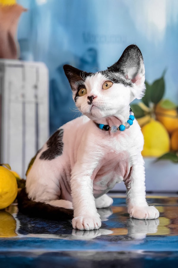 Luntik | Devon Rex Kitten