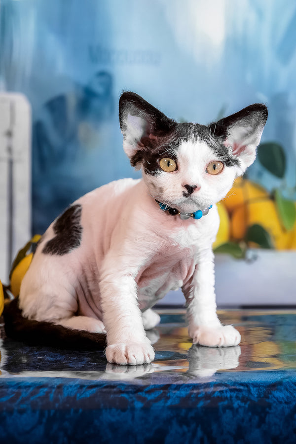 Luntik | Devon Rex Kitten