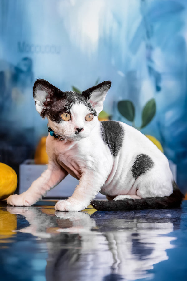 Luntik | Devon Rex Kitten