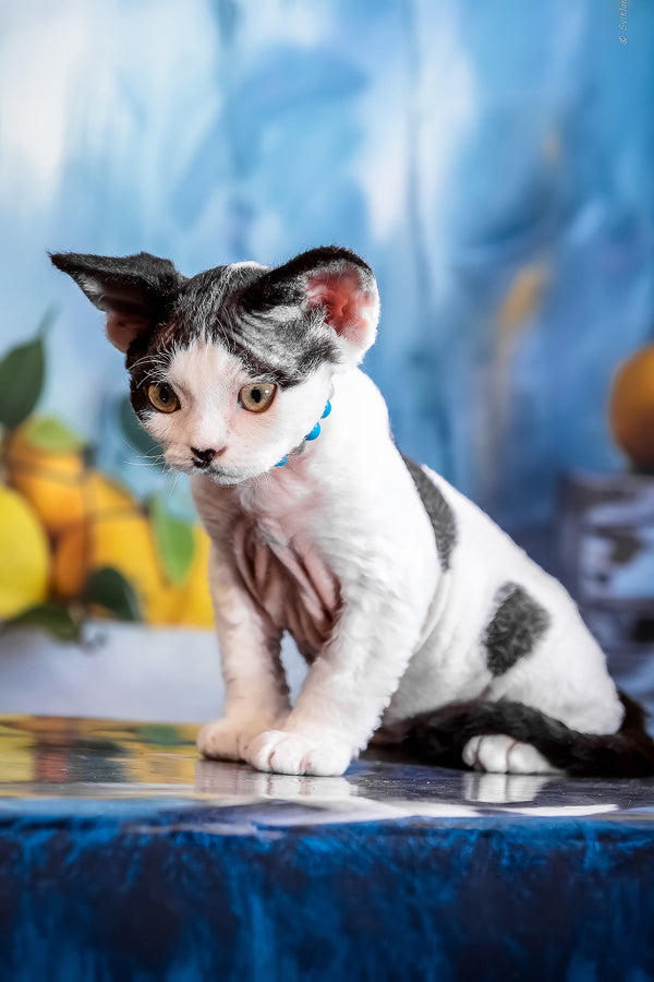Luntik | Devon Rex Kitten