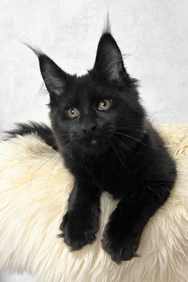 Louis | Maine Coon Kitten