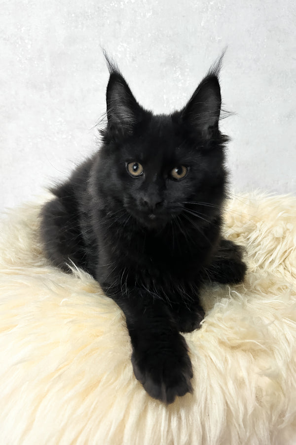 Louis | Maine Coon Kitten