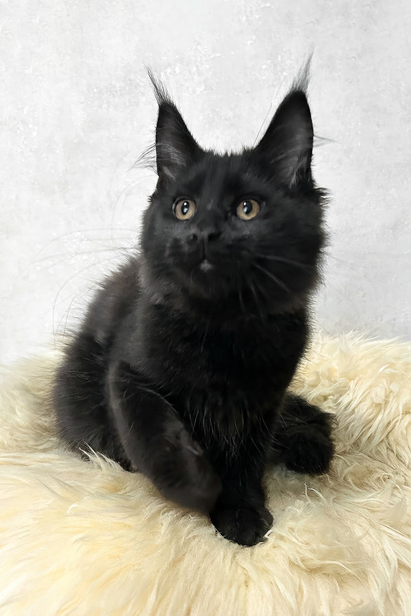 Louis | Maine Coon Kitten