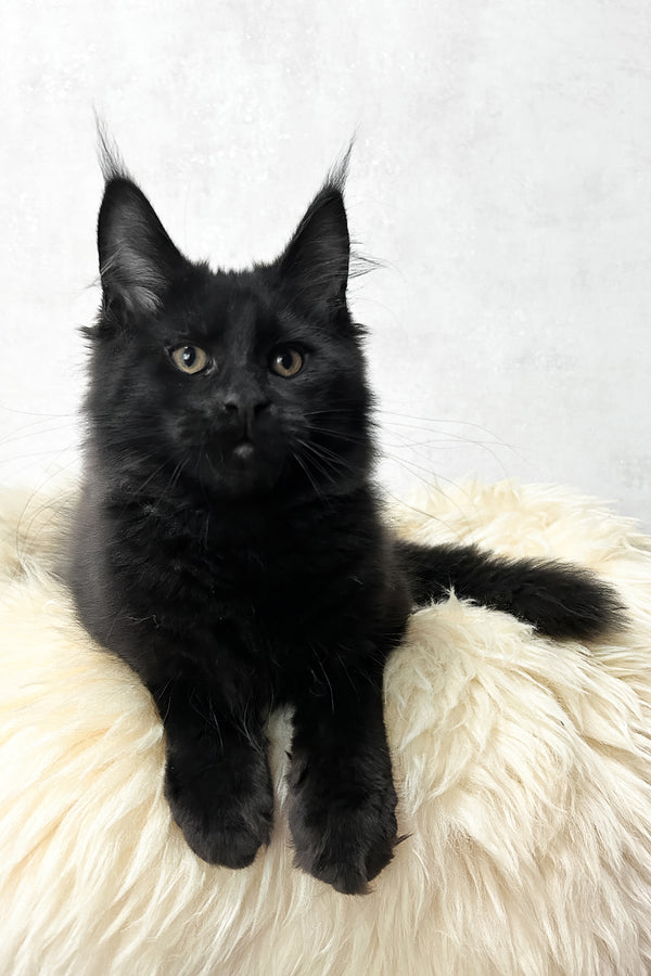Louis | Maine Coon Kitten