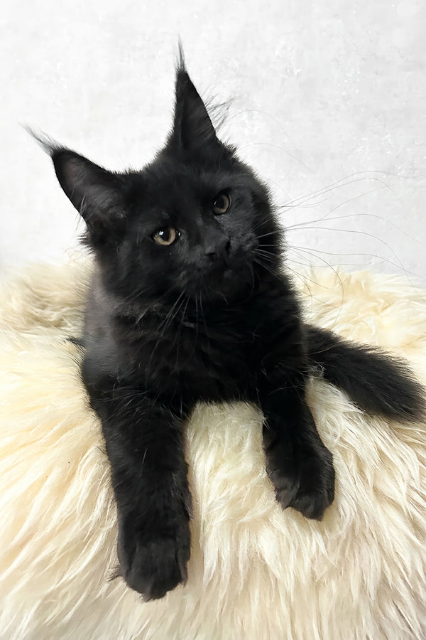Louis | Maine Coon Kitten