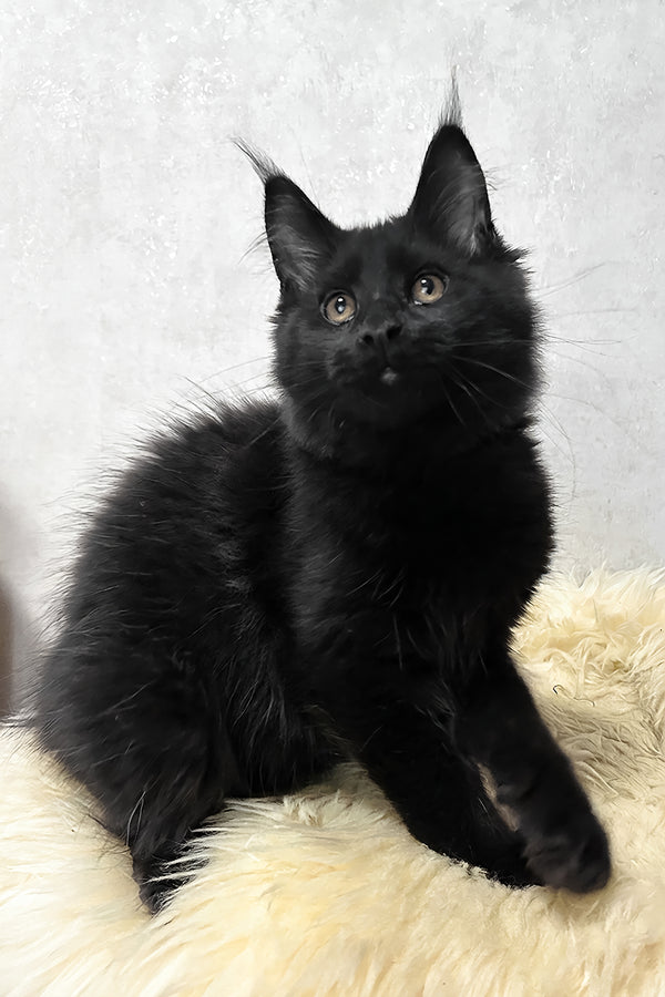 Louis | Maine Coon Kitten