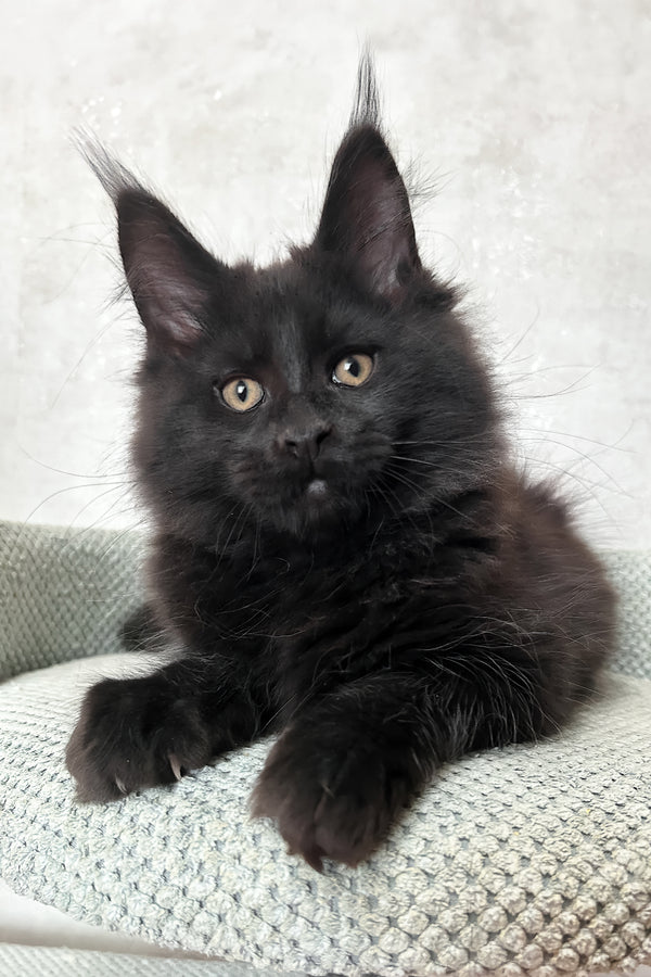 Louis | Maine Coon Kitten