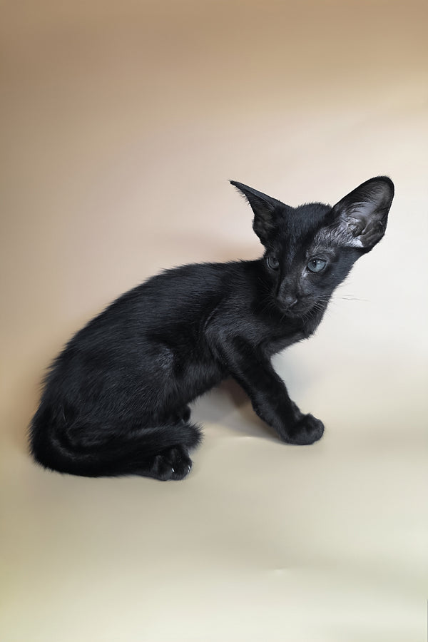 Lupin | Oriental Shorthair Kitten