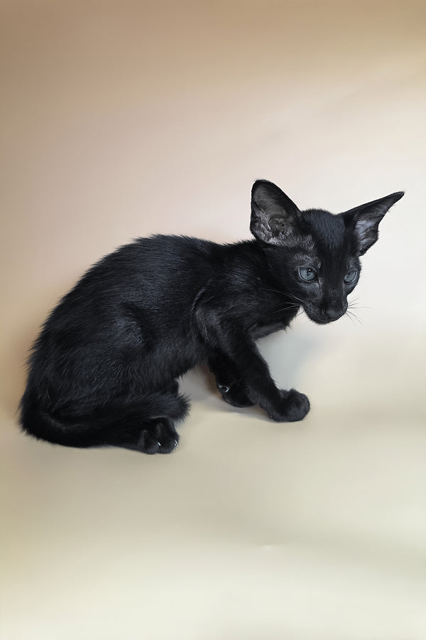Lupin | Oriental Shorthair Kitten