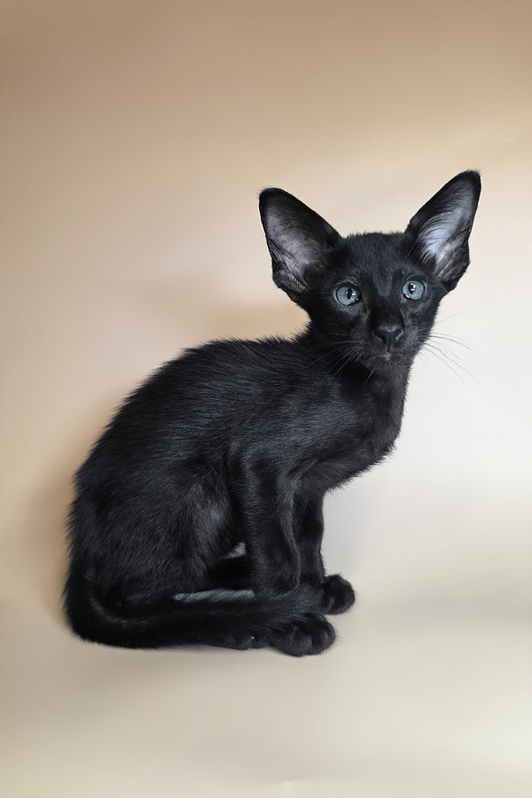 Lupin | Oriental Shorthair Kitten