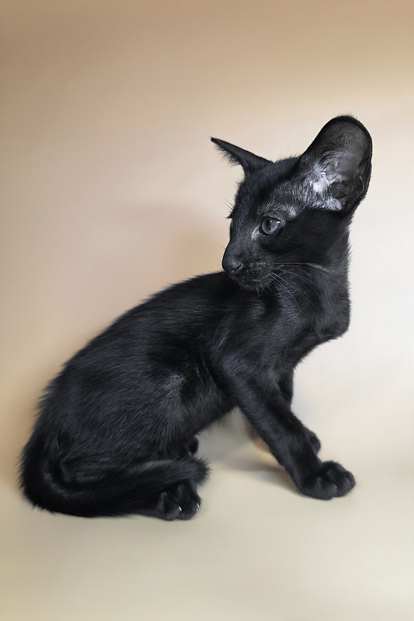 Lupin | Oriental Shorthair Kitten