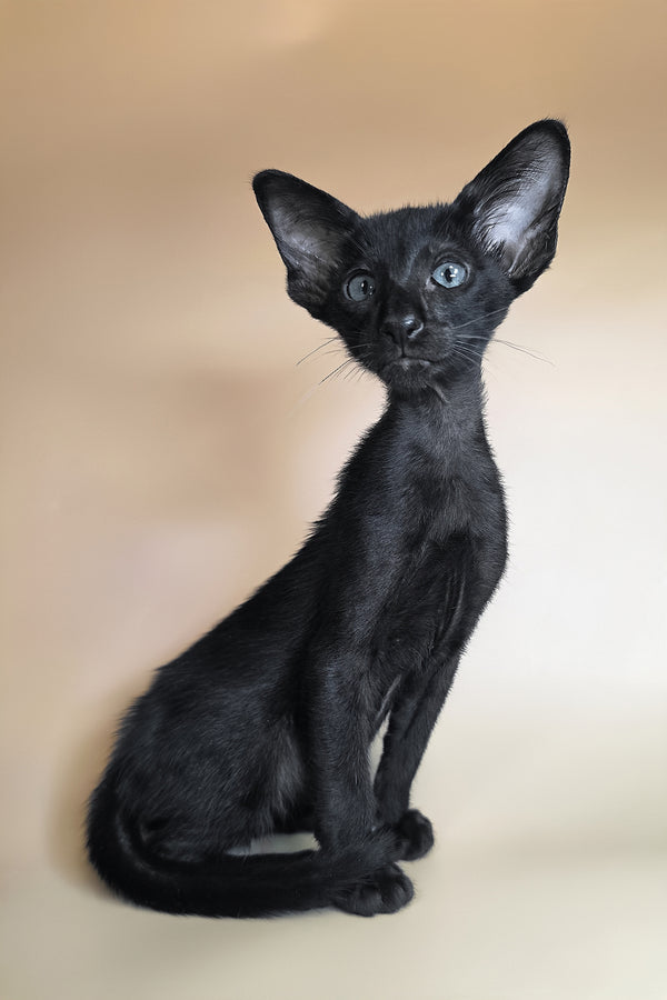 Lupin | Oriental Shorthair Kitten
