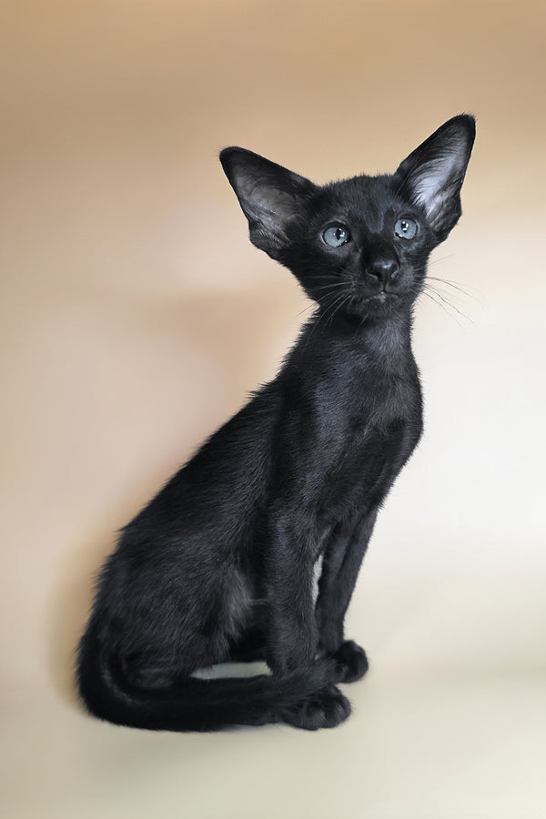 Lupin | Oriental Shorthair Kitten