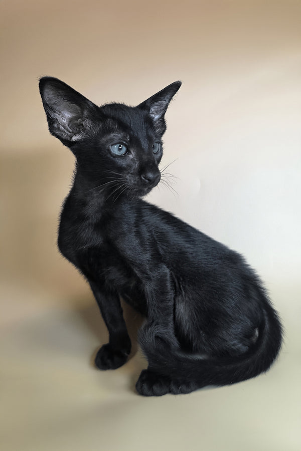 Lupin | Oriental Shorthair Kitten