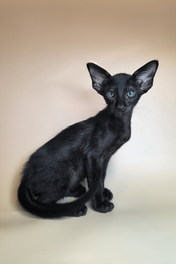 Lupin | Oriental Shorthair Kitten