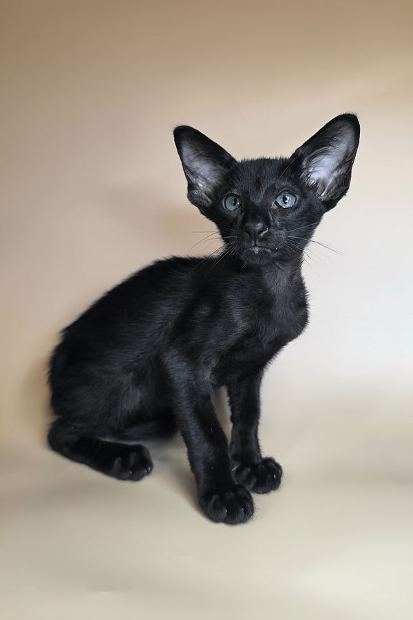 Lupin | Oriental Shorthair Kitten