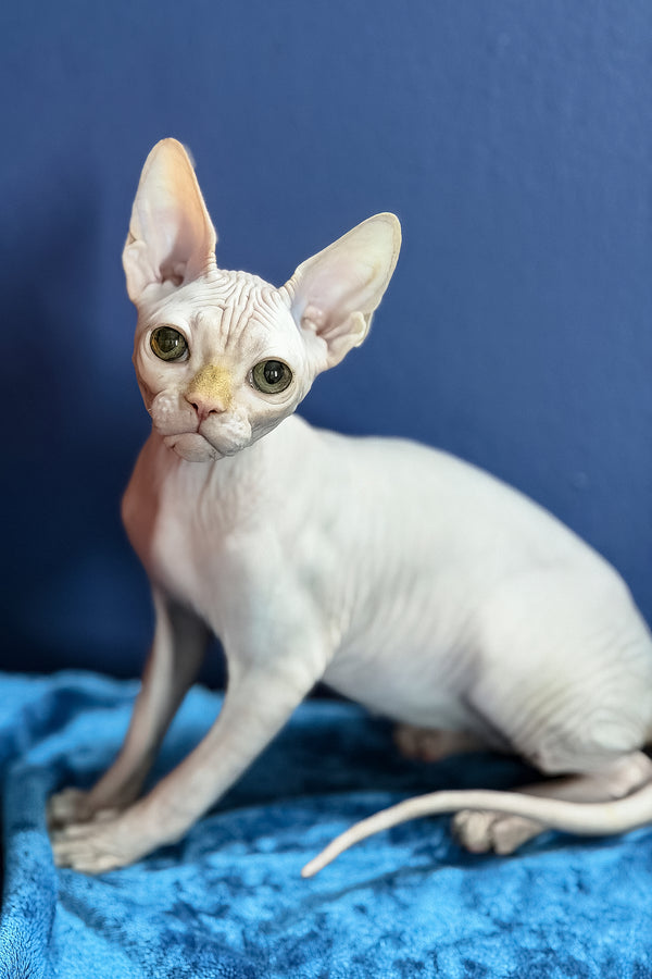Luxor | Canadian Sphynx Kitten