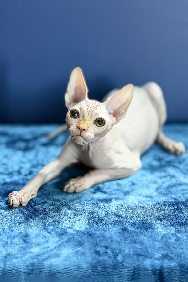 Luxor | Canadian Sphynx Kitten