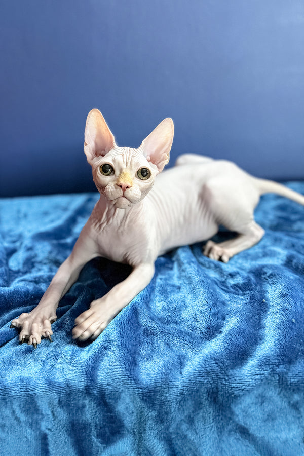 Luxor | Canadian Sphynx Kitten
