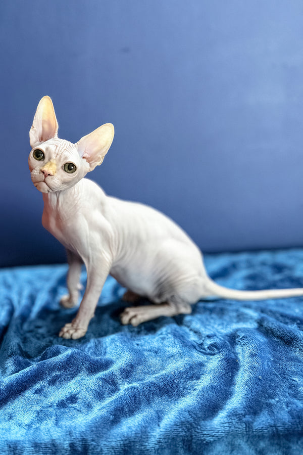 Luxor | Canadian Sphynx Kitten