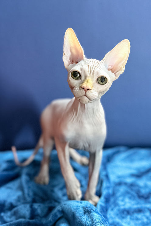 Luxor | Sphynx Kitten