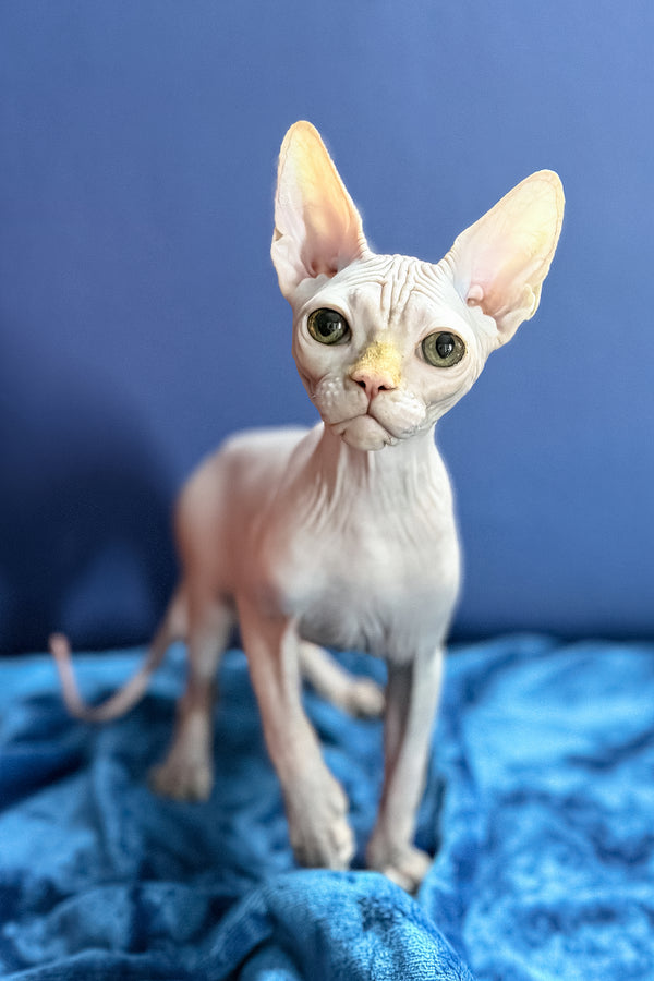 Luxor | Canadian Sphynx Kitten
