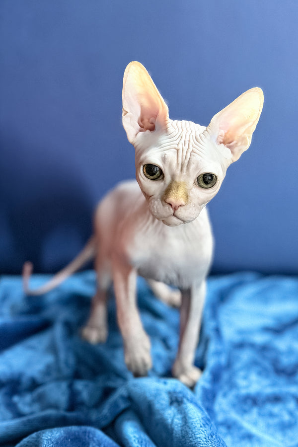 Luxor | Canadian Sphynx Kitten