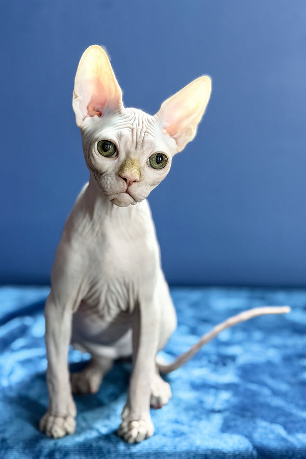 Luxor | Canadian Sphynx Kitten