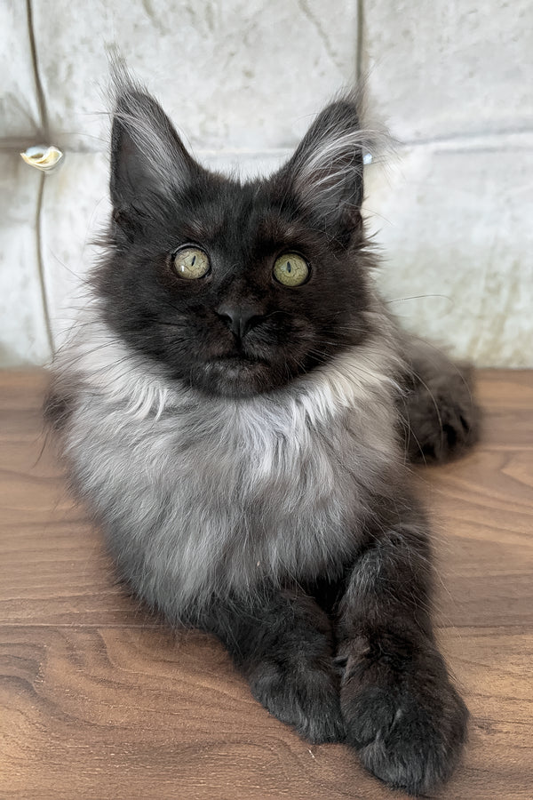 Lyalya | Maine Coon Kitten