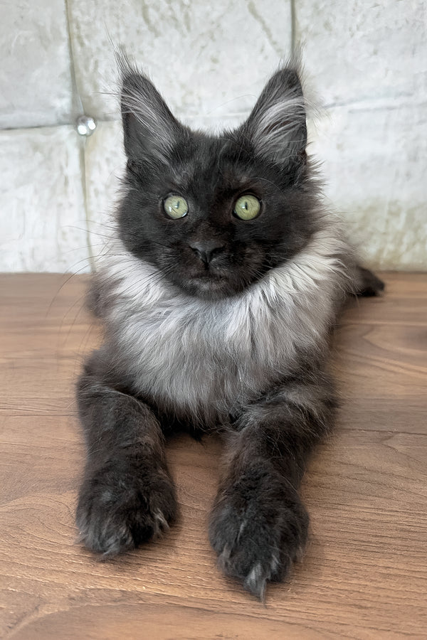 Lyalya | Maine Coon Kitten