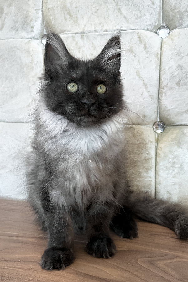 Lyalya | Maine Coon Kitten