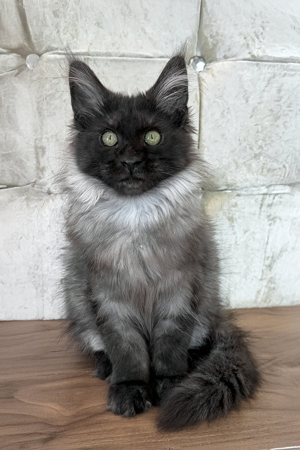 Lyalya | Maine Coon Kitten