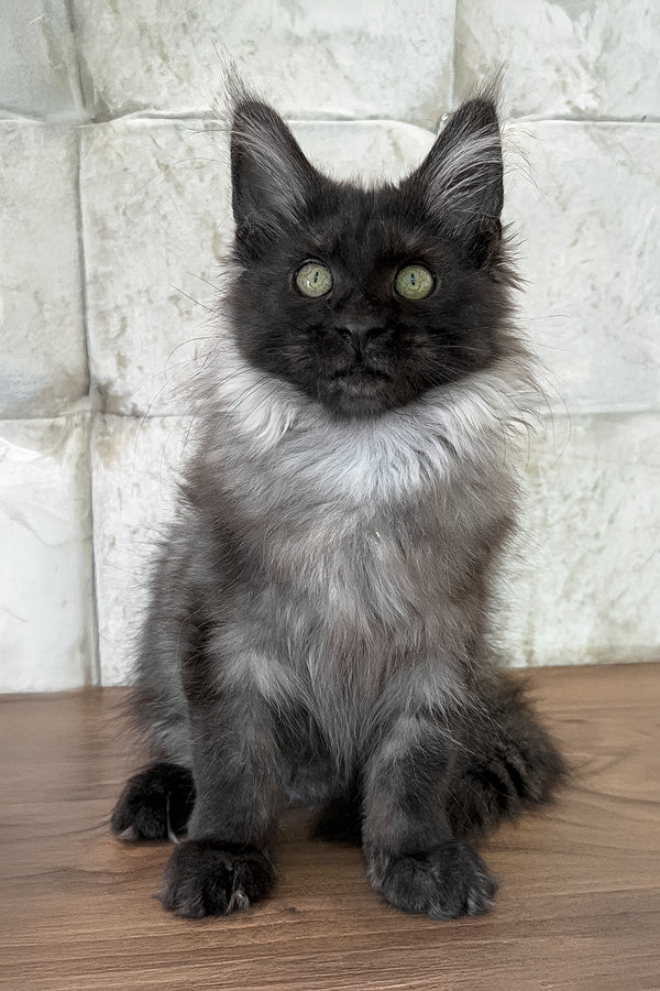 Lyalya | Maine Coon Kitten