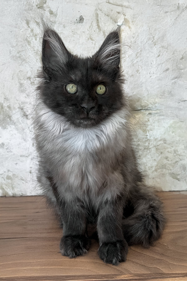 Lyalya | Maine Coon Kitten