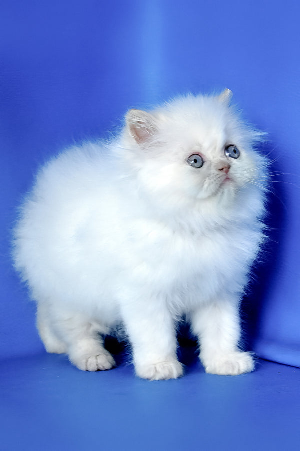 Martin | Persian Kitten