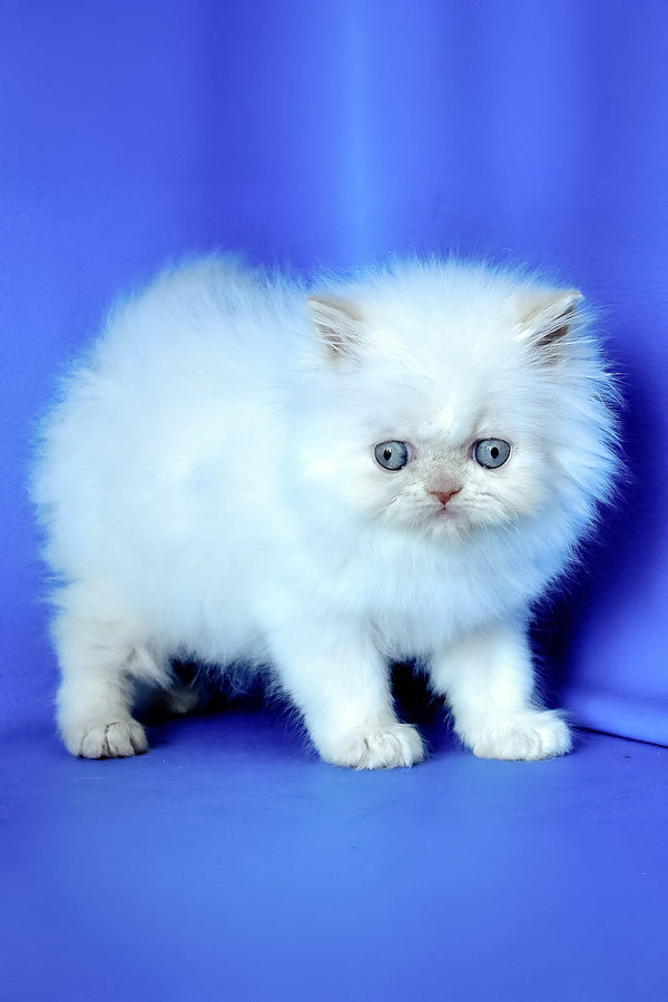 Martin | Persian Kitten