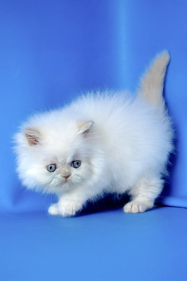 Martin | Persian Kitten