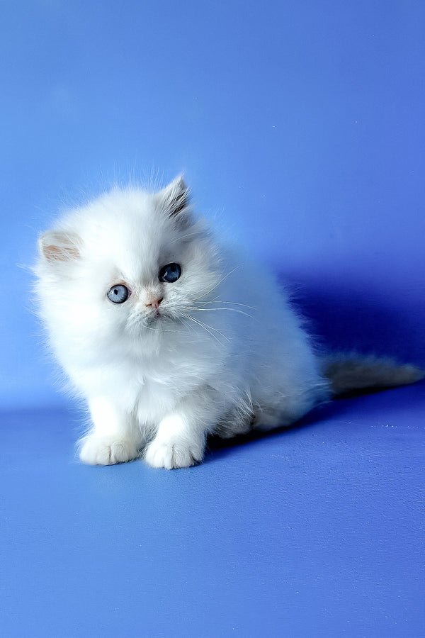 Martin | Persian Kitten