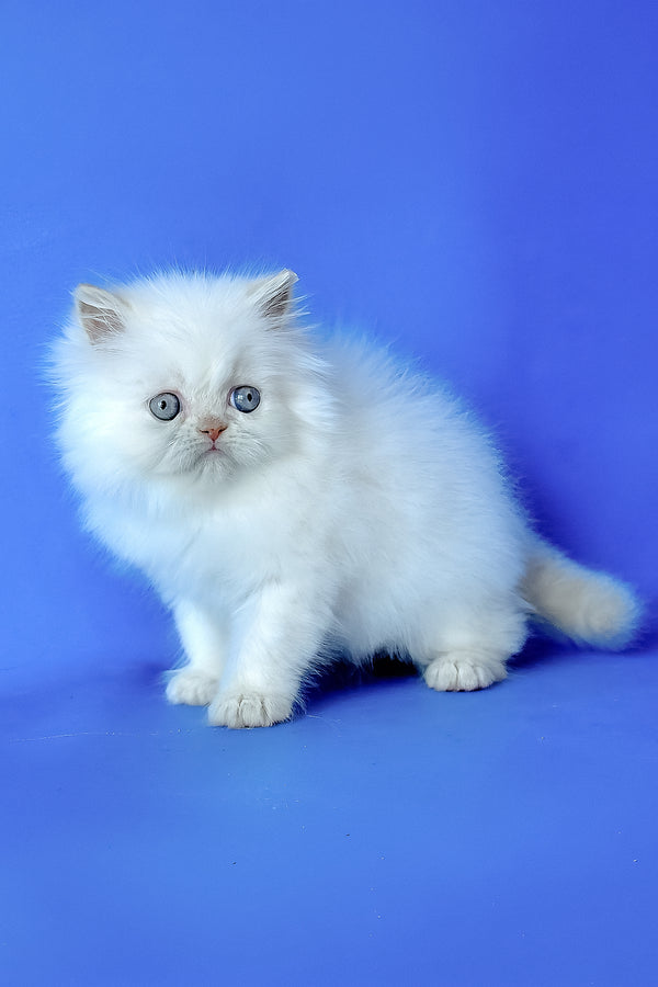 Martin | Persian Kitten