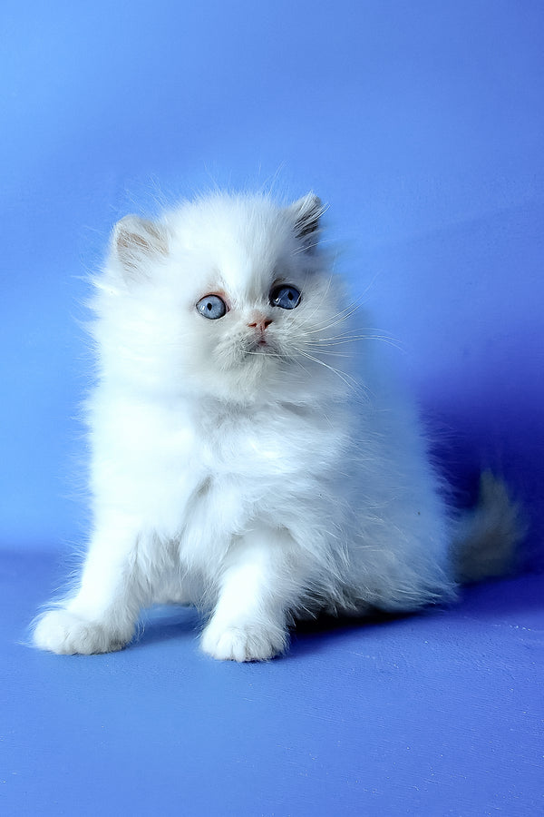 Martin | Persian Kitten