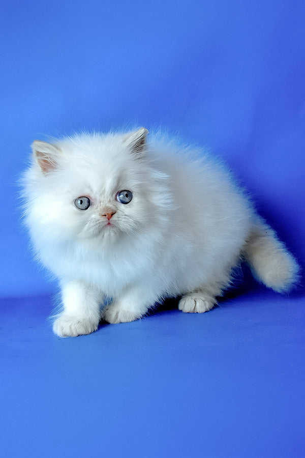 Martin | Persian Kitten