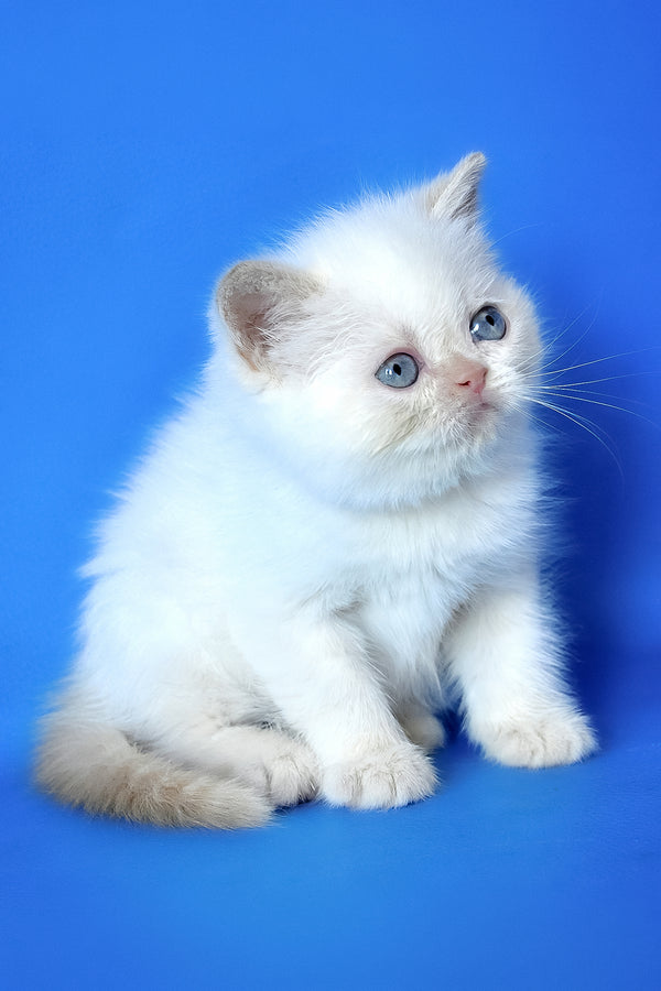 Mickey | Exotic Shorthair Kitten
