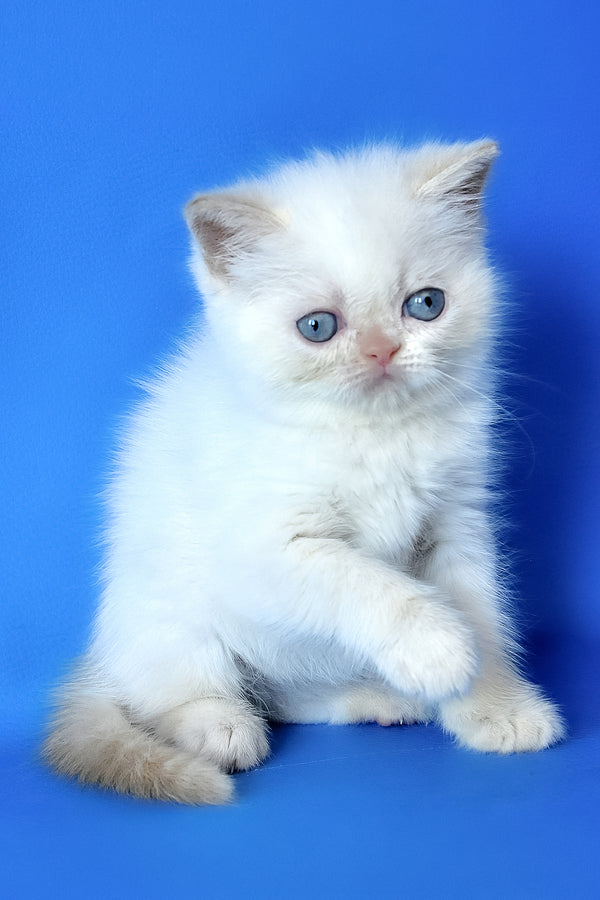 Mickey | Exotic Shorthair Kitten
