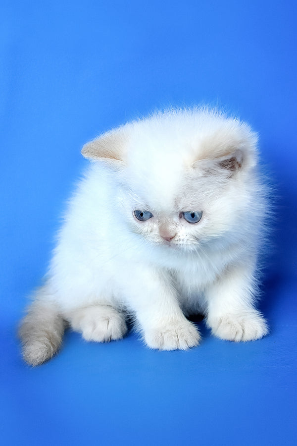Mickey | Exotic Shorthair Kitten